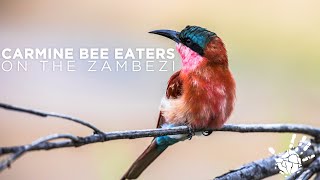 Carmine Bee Eaters on the Zambezi - Namibia