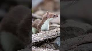 ERMINE #shorts #curiosidades #animais #shortsyoutube #animals #fatos #shortvideo #shortsfeed #short