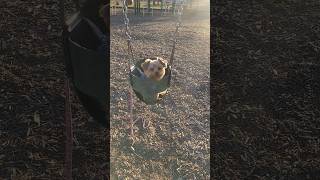 When the swing is BIGGER than You  🥰 #yorkies #cute #funnyshorts #viralshort #Rylie