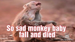 Baby monkey Fall Down From High Mountain | monkey baby fall down | poor monkey baby fall down |