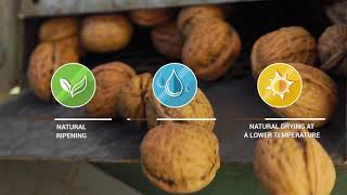 Importaco Walnuts (English)