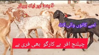 9 پٹھا اور ایک بریڈر دو کالیاں بیتل 7 مکھی چینیاں قیمت 25000, کارگو فری احمد اینیمل فارم 03045896486