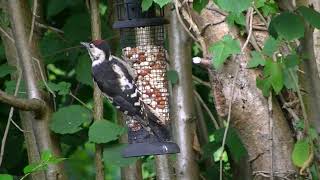 Lesser Spotted Woodpecker 25/07/2019