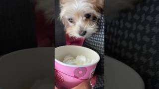 Pup Cups and Pink