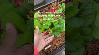 Garden chronicles, we are growing strawberries 🍓