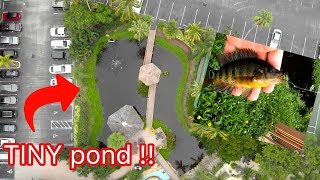 Fishing a TINY Pond for EXOTIC FISH at a FLORIDA HOTEL