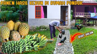 PANEN HASIL KEBUN & MANFAATKAN SUNGAI MEMBUAT JALAN DARI BATU, KEHIDUPAN DESA PANEN & TANAM SAYURAN