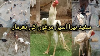 White Heera aseel hen farming 2024 | Hen farming business idea | hen farming simulator at home