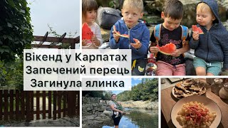 Садові втрати 😞Осінні рецепти🍂Карпатський вікенд 🏕️