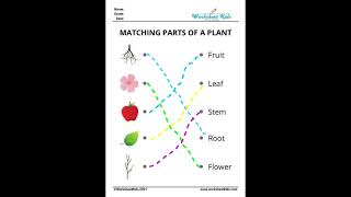 Worksheet of parts of plant 🌱🌿plants#plants