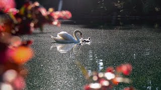 New Silver Lake Cygnets