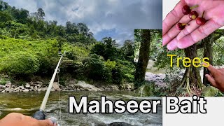 Bait for Mahseer Fish Arunachal fishing video north east India