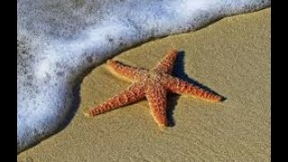 starfish(wonderful creatures)