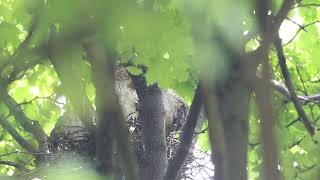 Coopers Hawks, Colonel Samuel Smith Park, 06/29/22