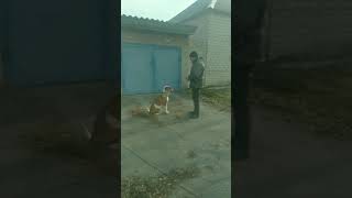 Голд🐕 учил команду домой 🏠🐕