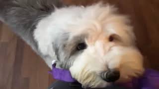 Fluffy Sheepdog Pup Playing With New Toy