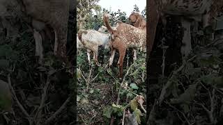 Makhichina breeder bakra #bakraeidspecial #eidmubarak #specialstory #goatsfaming