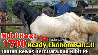 Mulai 1'7 Juta Ready bibit PE Jantan.Dara.Dan Cemple Betina. Etawa Luar Biasa