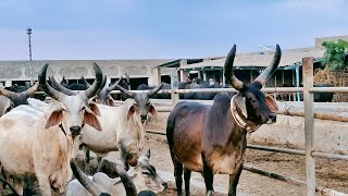 Black White Kankrej Cows || Kankrej Bull cow breeding || Kankrej Video || Khanabadosh Life