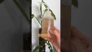 How to grow areal roots faster