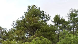 Plantar encinas: su etología y nuestro paisaje (pt 2)