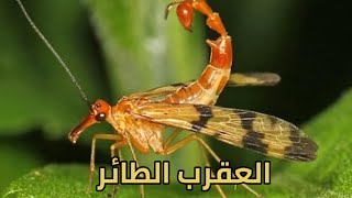 حيوانات لن تصدق انها موجودة فعلآ