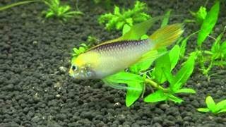 Apistogramm agassizii Fire Red.wmv