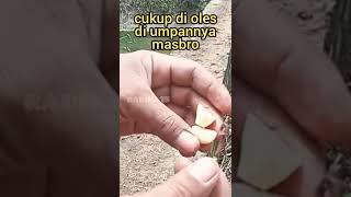 tips mancing belut...pakai umpan bawang putih | #shorts