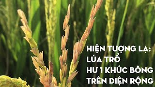 Lúa trổ ngay thời tiết lạ bị lép đầu bông | VVC