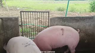 Explore backyard hog fattening agribusiness and Filipino pig raising farming PH I Akie The Carpenter