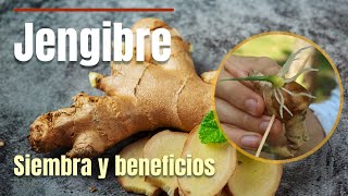 Cómo reproducir y sembrar jengibre en macetas