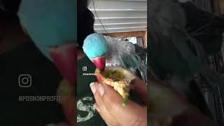 Parrots Go Wild for Passion Fruit – Watch Them Enjoy! | #parrotfood #birdfood