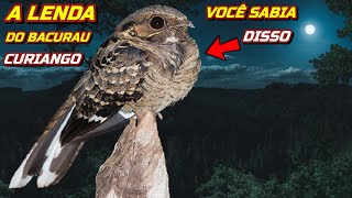 Curiosidades Sobre o Bacurau (Curiango) Ave Noturna Do Canto "Amanhã Eu Vou"