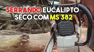 serrando eucalipto seco com Ms 382