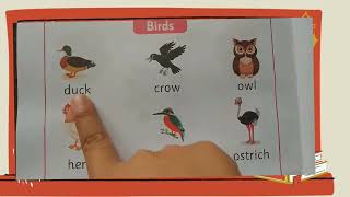 Let's Learn the Names of Birds!