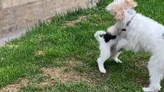 Wire Fox Terriers Can Play Very Rough