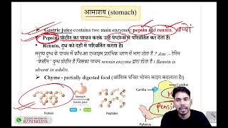 आमाशय - जीव विज्ञान/ Stomach - digestive system for competitive exams/ Biology || CGPSC || CG Vyapam