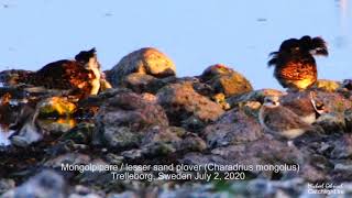 Mongolpipare / lesser sand plover (Charadrius mongolus) Trelleborg Golfclub July 2 2020