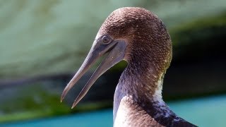 Blue-footed Booby release in Los Angeles