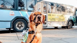 Service Dog Rides The Bus!