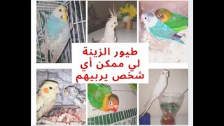 طيور الزينة 🐤🐦 لي يمكن لأي شخص يربيهم بكل سهولة 😍