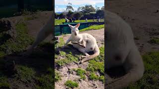 White Kangaroos.വെളുത്ത രോമം ഉള്ളവരായി ജനിക്കാനുള്ള കാരണം? #travel. Albino Kangaroo.