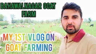 My 1st V Log on Goat Farming