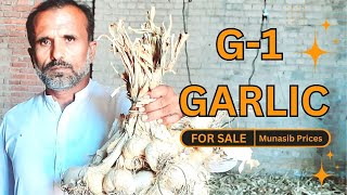 G1 Garlic Seed Price in Pakistan 2023 || G1 Garlic 1 Kanal || G1 Lehsan Price in Pakistan 2023