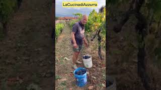 La Vendemmia in LaCucinadiAzzurra | Le mie Colline Toscane