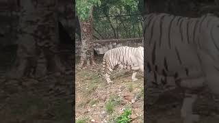 White Bengal Tiger #bengaltiger