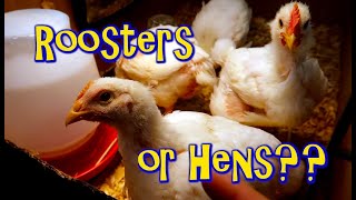 Roosters or Hens?? How to tell young Cornish chickens apart