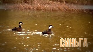 Синьга. Common scoter.