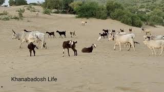 Rainy weather time tharparkar cows & goat sheep any others animals back to home