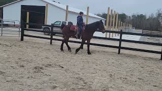 Beginner Safe Gelding